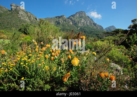 Kirstenbosch botanical gardens against the backdrop of Table mountain, Cape Town, South Africa Stock Photo