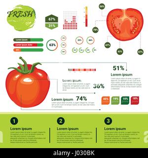 Fresh Organic Infographics Natural Vagetables Growth, Agriculture And Farming Stock Vector