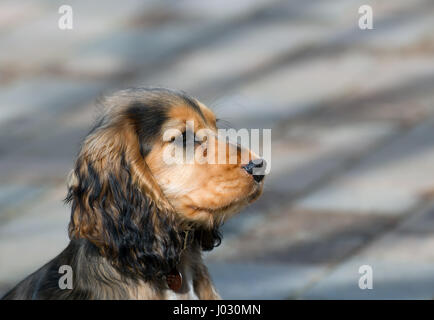 Sable coloured female English Show Cocker Spaniel puppy, aged four months. Stock Photo