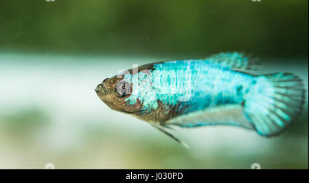 Young Betta Splendens Female Fish Stock Photo