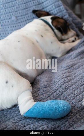 Jack Russell Terrier dog laying on a blanket with his hind leg in a blue bandage after surgery. Stock Photo