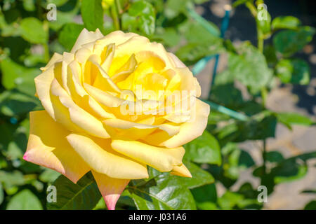 yellow tea rose elina hybrid Stock Photo