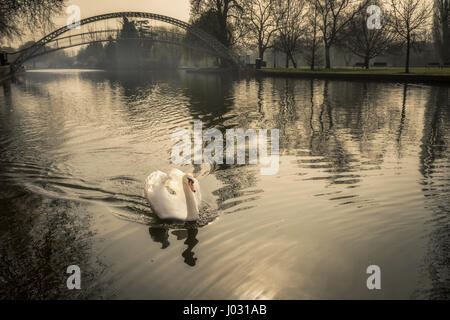 Single Mute swan on the river Great Ouse at the embankment in Bedford, Northamptonshire, England with the foot suspension bridge in the background on  Stock Photo