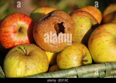 A rotten apple in a wicker basket of apples gathered in the garden. Stock Photo