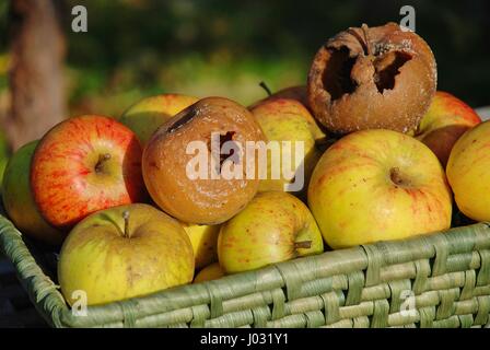 Rotten apples in a wicker basket of apples gathered in the garden. Stock Photo