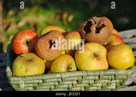 Rotten apples in a wicker basket of apples gathered in the garden. Stock Photo