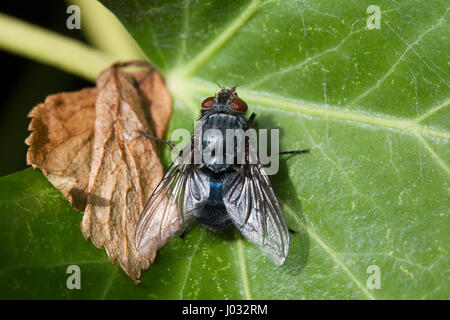 Bluebottle, Calliphora vomitoria, Single adult resting on ivy leaf, Lea Valley, Essex, UK Stock Photo