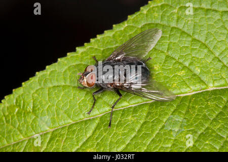 Bluebottle, Calliphora vomitoria, Single adult resting on leaf, Lea Valley, Essex, UK Stock Photo