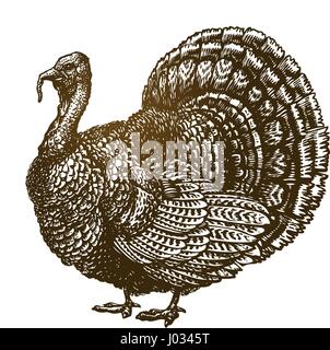 Hand drawn turkey bird. Farm animal, poultry sketch. Vintage vector illustration Stock Vector