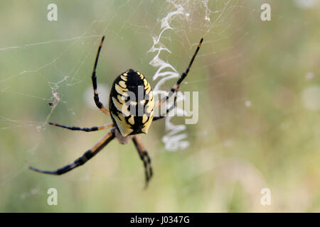 Big fat yellow and black spider waiting to ambush another insect in its web. Isolated on a blurry background. Stock Photo