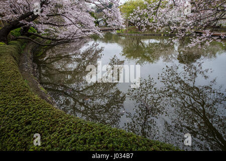 The pond at Tsurugaoka Hachimangu Shrine is the one of the most famous spots in Kamakura for sakura viewing. The Five Peony Garden at Tsurugaoka Hachi Stock Photo