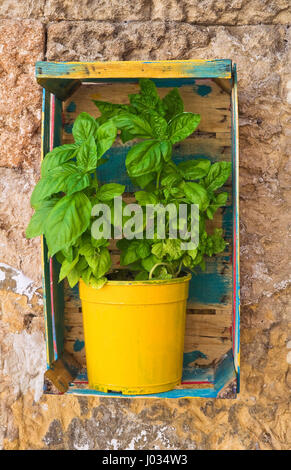 Basil in flowerpot. Stock Photo