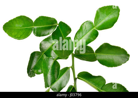 Bergamot leaves on white background. Stock Photo