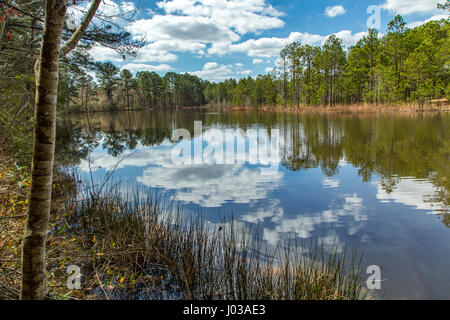 A small pond by the side of a dirt road in Southeastern Georgia. Stock Photo