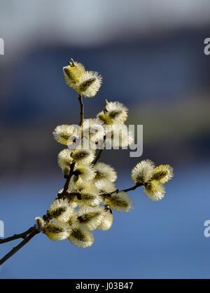 Willow branches on a background of the sparkling waters. Stock Photo