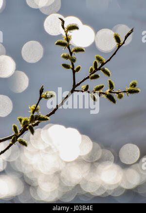 Willow branches on a background of the sparkling waters. Stock Photo