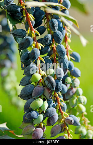 Mahonia aquifolium. Oregon grape. Berberis Stock Photo