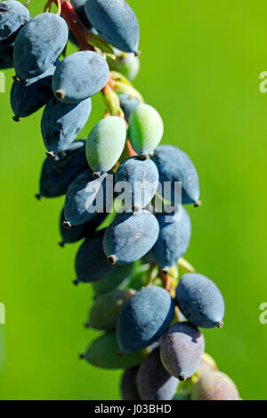 Mahonia aquifolium. Oregon grape. Berberis Stock Photo
