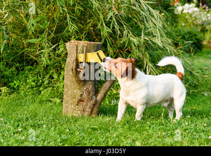 DIY concept:  dog sawing wooden log at garden Stock Photo