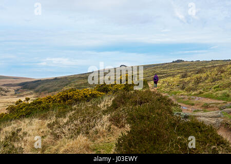 Woman walking to Wistman's Wood, Dartmoor, Devon, England UK Stock Photo