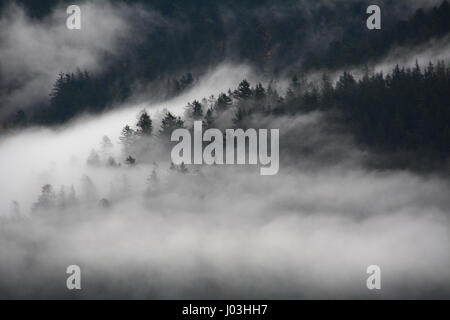 A forested mountainside is cloaked in morning mist beside the Harrison River near the town of Harrison Mills, British Columbia, Canada. Stock Photo
