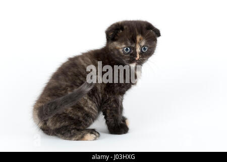Scottish Fold, Scottish Fold (Felis silvestris catus), kitten Age 6 weeks color black tortie Stock Photo
