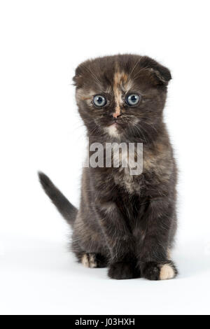 Scottish Fold, Scottish Fold (Felis silvestris catus), kitten Age 6 weeks color black tortie Stock Photo