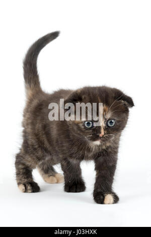 Scottish Fold, Scottish Fold (Felis silvestris catus), kitten Age 6 weeks color black tortie Stock Photo