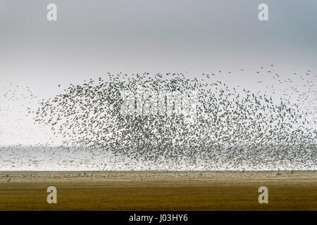 Large flock of waders, red knots (Calidris canutus) and oystercatchers (Haematopus ostralegus) above the alluvial area Wash