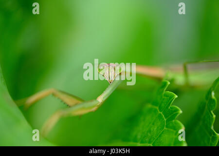 Mantis on hydrangea flower Stock Photo