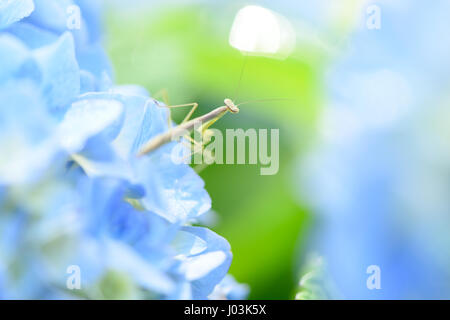 Mantis on hydrangea flower Stock Photo