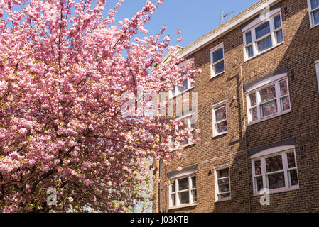 Classic British residential building in brown bricks next to a Japanese Cherry tree in full bloom covered in pink blossoms Stock Photo