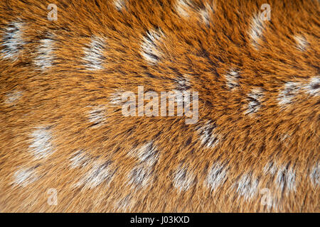 Closeup of the fur of a sika deer Stock Photo