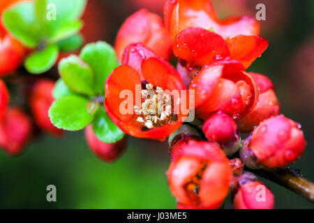 Japanese quince Chaenomeles japonica Sargentii in a garden shrub branch red flowers Stock Photo