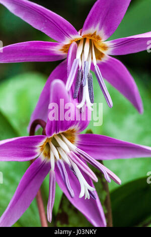 Erythronium dens-canis, dog's-tooth-violet or dogtooth violet Stock Photo