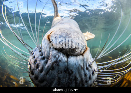 FARNE ISLANDS, NORTHUMBERLAND, UK: ADORABLE underwater images have captured the moment one super cute grey seal invaded a diver’s selfie off the UK coast.  The heart-melting pictures show the inquisitive seal playing with the diver’s fins and other shots show the friendly mammals performing a series of twists and turns through the water when they realise the spotlight is on them. In one picture a cute seal swims directly towards the camera playfully baring its teeth whilst in another shot the excitement got too much as one seal catches a snooze on the ocean floor. The playful shots were taken  Stock Photo