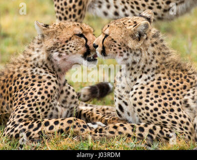 Two cheetah lying in the savanna. Kenya. Tanzania. Africa. National Park. Serengeti. Maasai Mara. Stock Photo