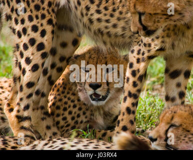 Cheetah lying in the savanna. Kenya. Tanzania. Africa. National Park. Serengeti. Maasai Mara. Stock Photo