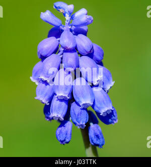 Grape Hyacinth. Close up of an Armenian Grape Hyacinth (Muscari armeniacum) plant in West Sussex, England, UK. Grape Hyacinth macro. Stock Photo