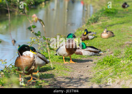 Several Mallard ducks (Anas platyrhynchos) sitting by a small stream in Spring in Arundel, West Sussex, England, UK. Stock Photo