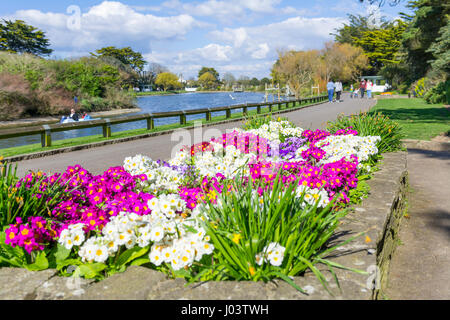 Spring flower bed by a lake in Mewsbrook Park, Littlehampton, West Sussex, England, UK. Stock Photo