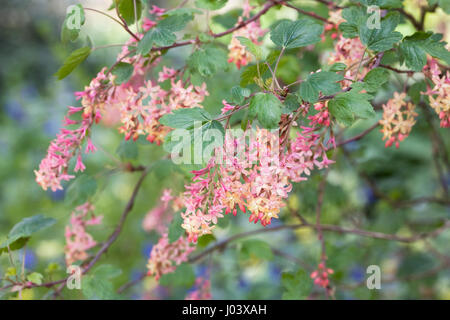 Ribes x beatonii flowers in Spring. Stock Photo