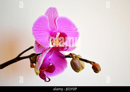 Close up of a pink Phalaenopsis orchid blossom and buds against white background Stock Photo