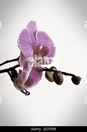 Close up of faded pink Phalaenopsis orchid blossoms against white background Stock Photo