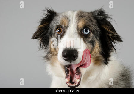 Portrait of a blue merle border collie, 3yrs old, female, in the UK Stock Photo