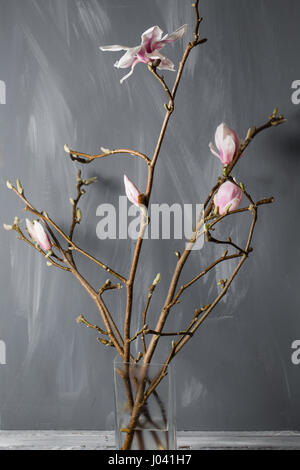 flowers magnolia in glass vase. Magnolia stellata . Still life. Stock Photo