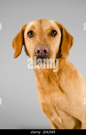 Portrait of a pet dog (Red fox Labrador) in the UK. Stock Photo