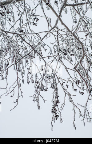 Alder branches covered with frost Stock Photo