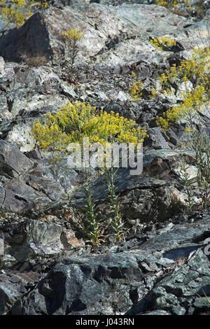 Woad Isatis tinctoria growing on rocky roadside bank Corsica France Stock Photo