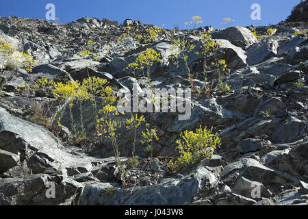 Woad Isatis tinctoria growing on rocky roadside bank Corsica France Stock Photo